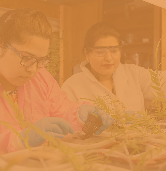 Two female CALS students in lab coats and gloves carefully inspect plant samples in a lab. 