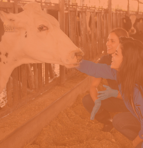 Two female CALS students kneeling down and petting a dairy cow. 