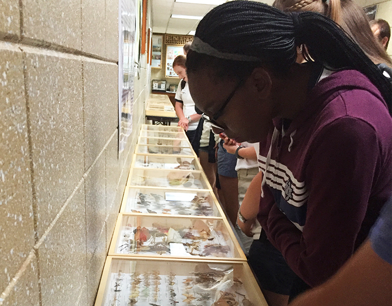 Prospective CALS student observes a butterfly display case at a museum, more students are visible behind her. 